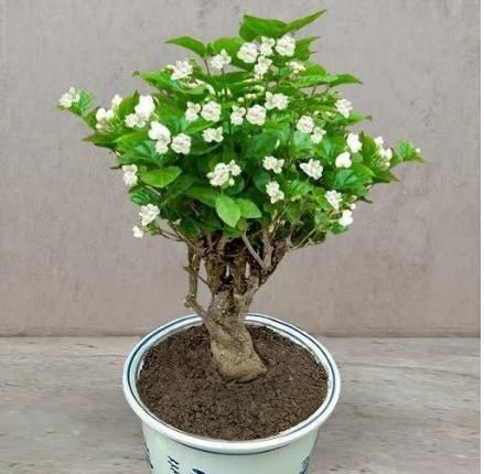 Double Jasmine Seeds - Shopandsave