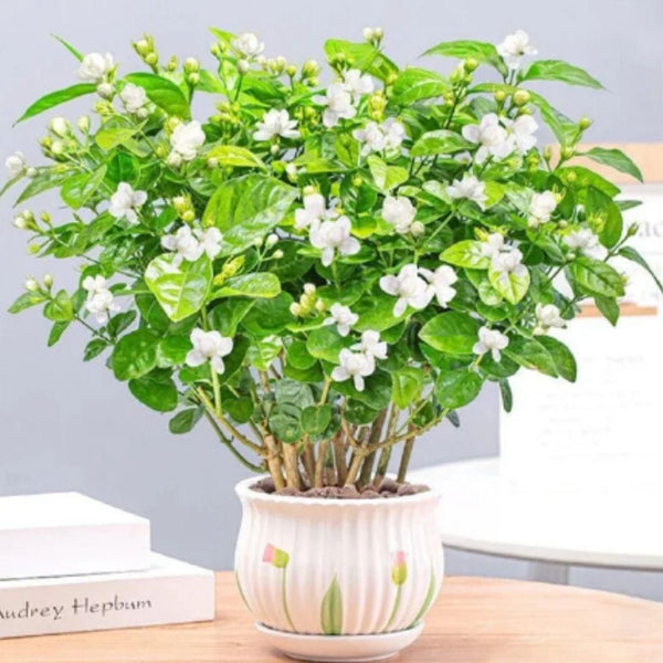 Double Jasmine Seeds - Shopandsave